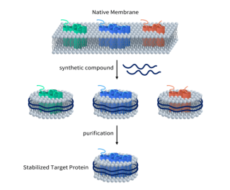 GLP1R靶點 超越降糖減重，引領減肥藥物新突破